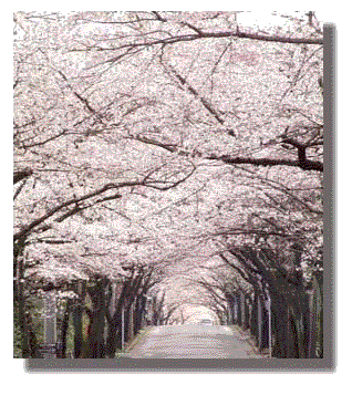 伊豆高原桜並木ホームページ